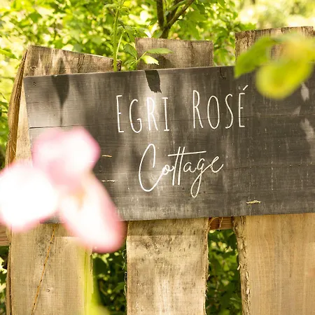 Chillinn Rose 埃格尔